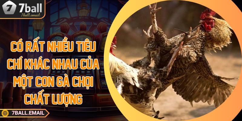 Có rất nhiều tiêu chí khác nhau của một con gà chọi chất lượng