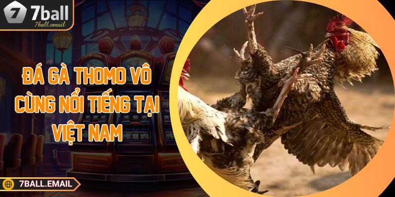 Đá gà Thomo vô cùng nổi tiếng tại Việt Nam