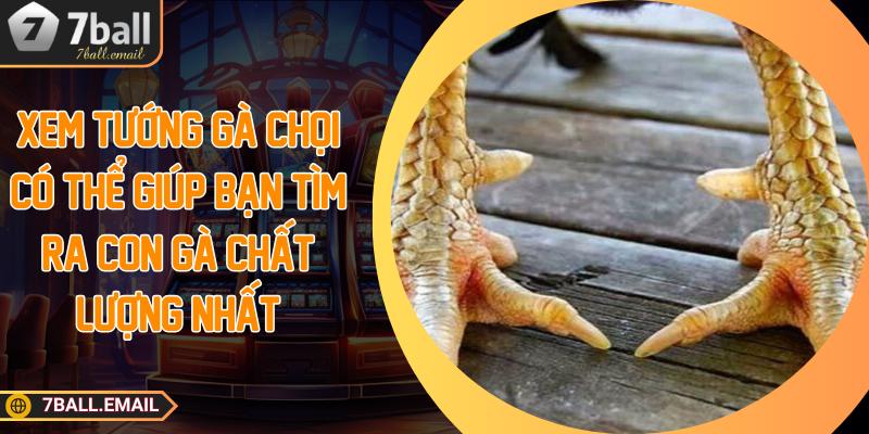 Xem tướng gà chọi có thể giúp bạn tìm ra con gà chất lượng nhất